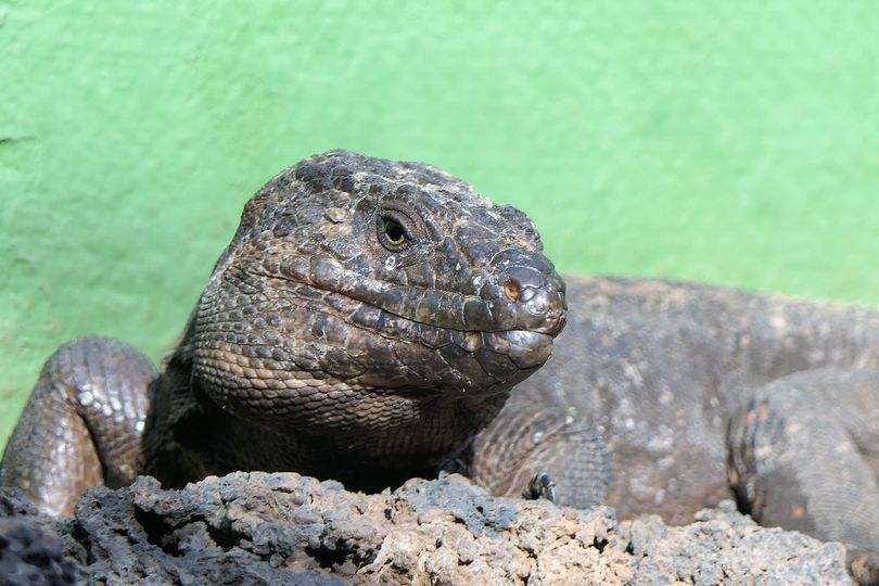 Lagarto Gigante de El Hierro 