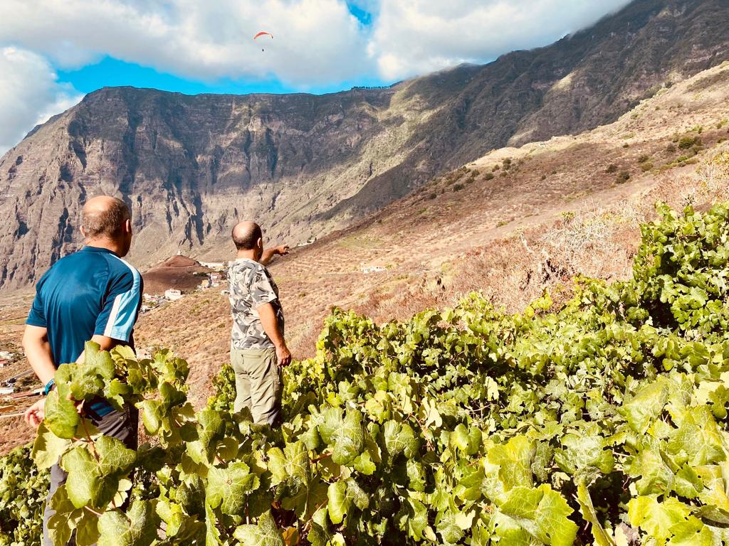 Cultivo de viña en El Hierro