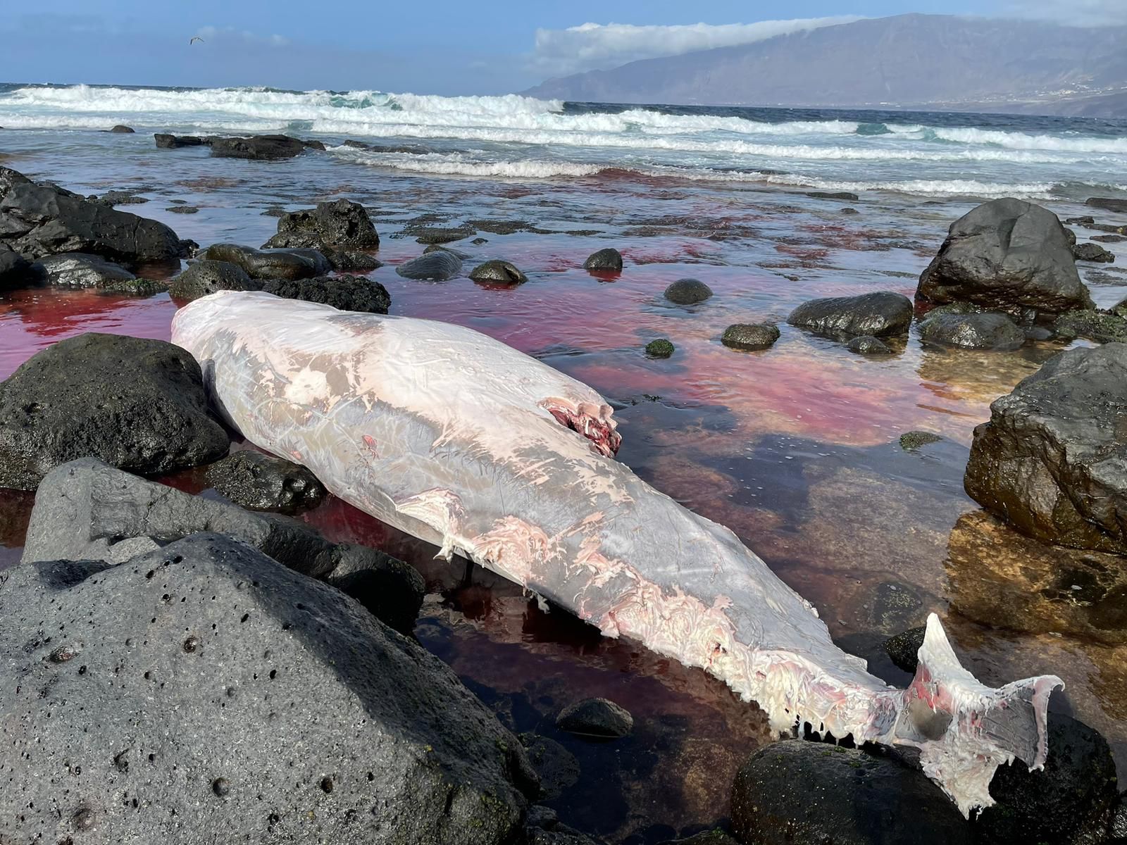 zifio varado en Arenas Blancas, El Hierro