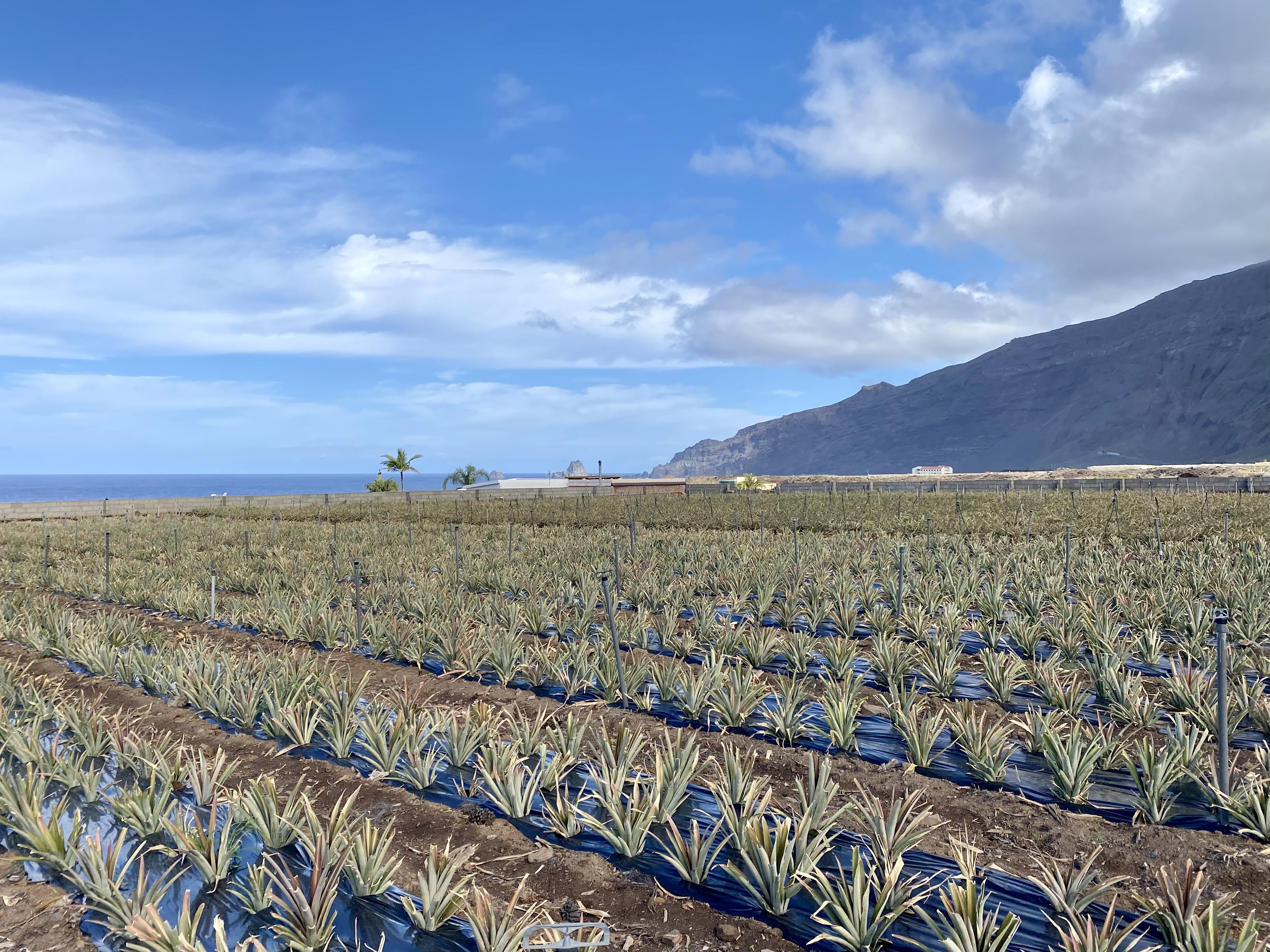 plantación piña tropical Valle de El Golfo