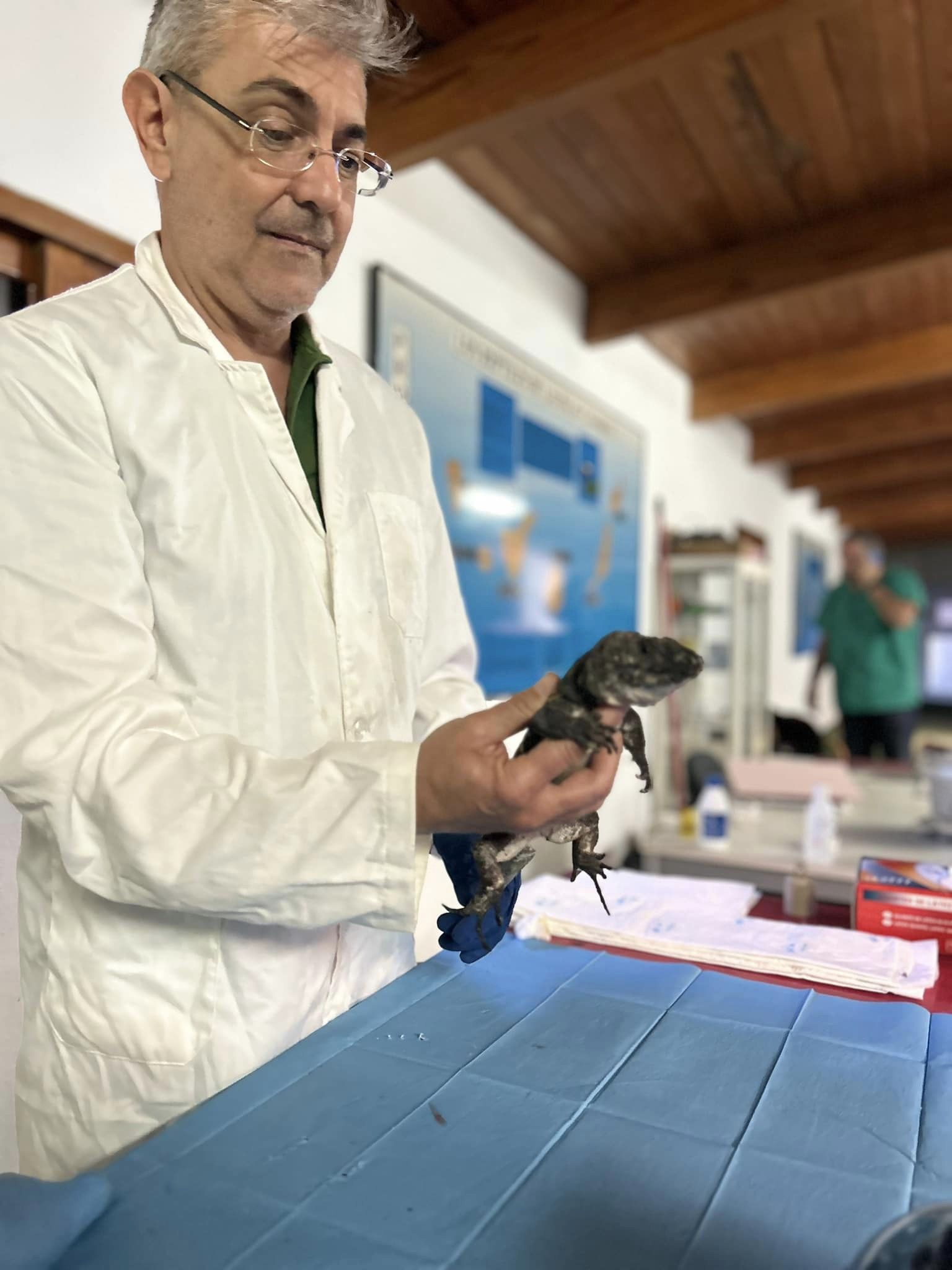 Lagarto Gigante de El Hierro