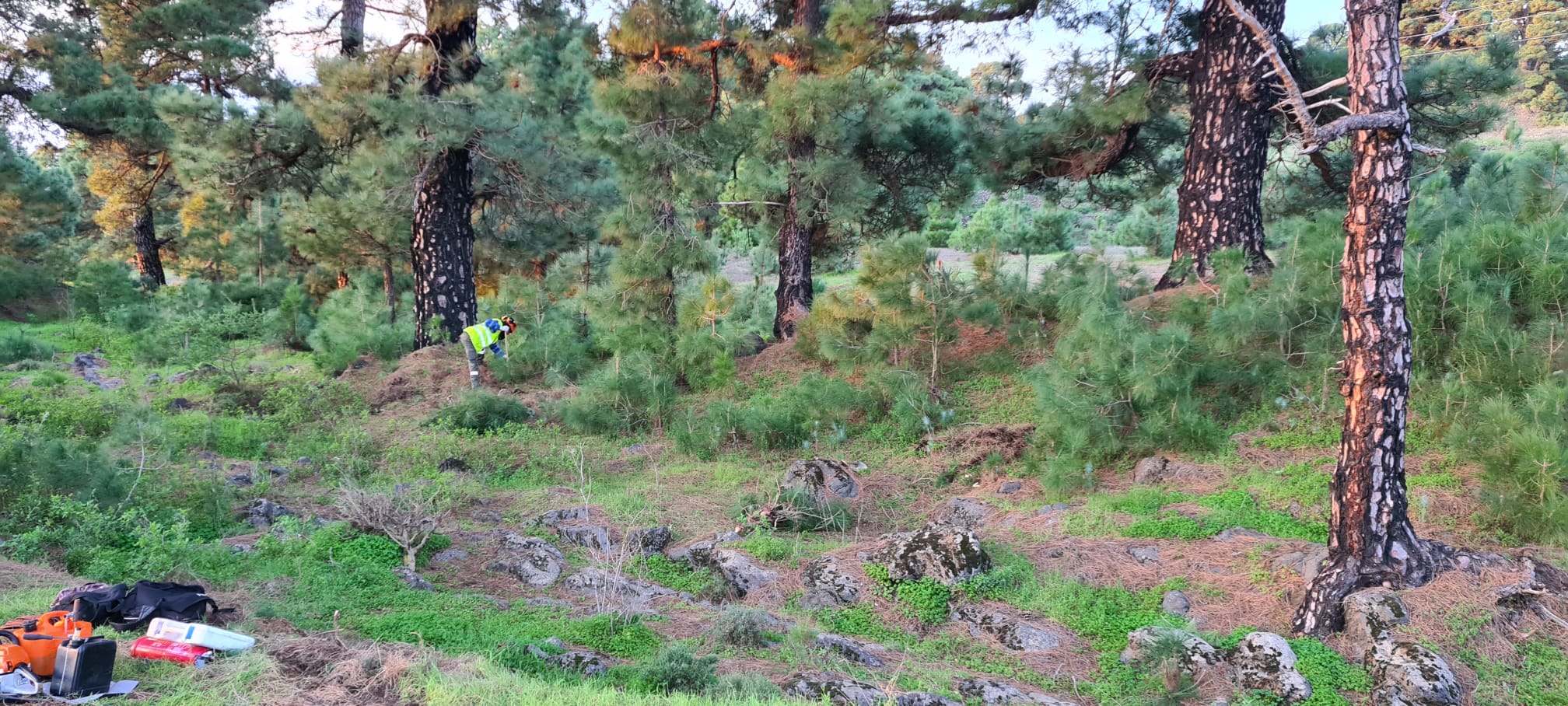 Antes de los tratamientos preventivos en el interfaz urbano forestal en Las Casas, El Pinar