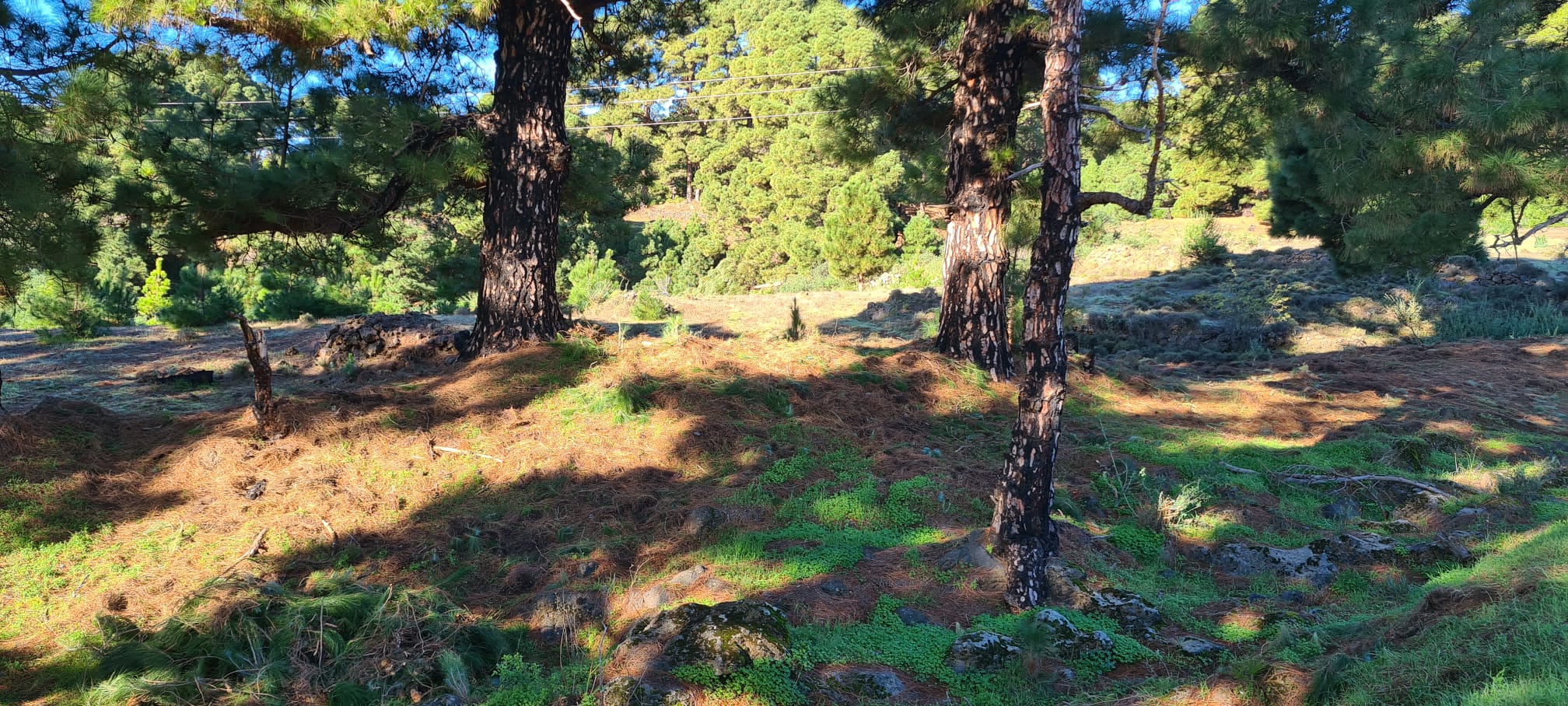 Después de los tratamientos preventivos en el interfaz urbano forestal en Las Casas, El Pinar