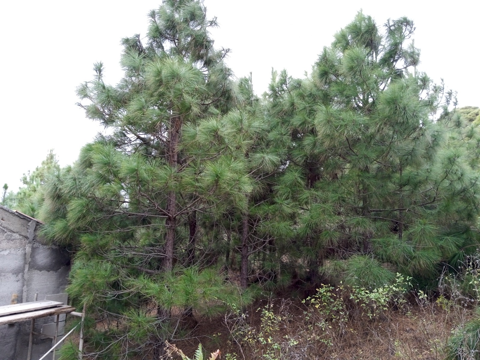 Antes del tratamiento en la interfaz urbano forestal