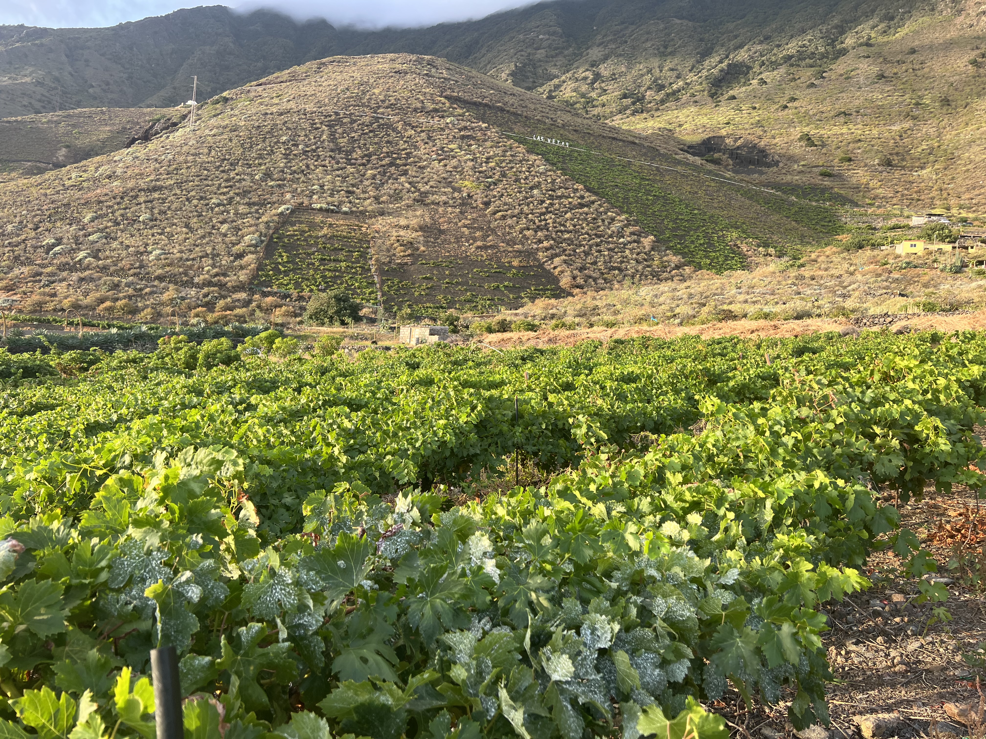 Vinos