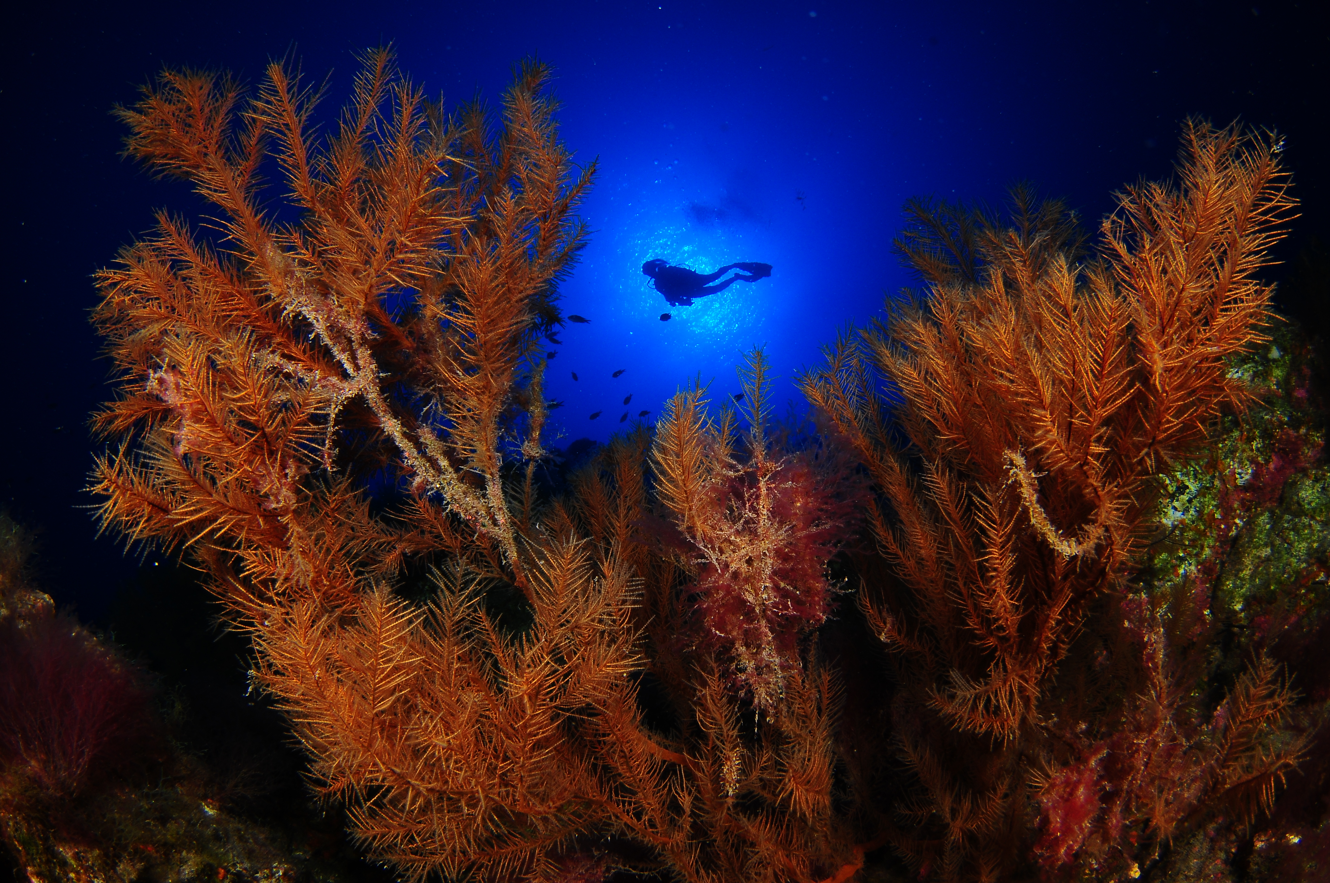Fondos marinos de El Hierro David Barrio