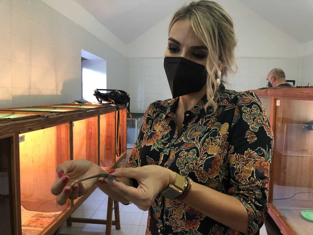 El Hierro celebra, con 112 ejemplares, récord de nacimiento de nuevos Lagartos Gigantes este 2020