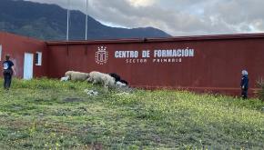 Fachada centro educativo agroganadería El Hierro