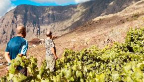 Cultivo de viña en El Hierro