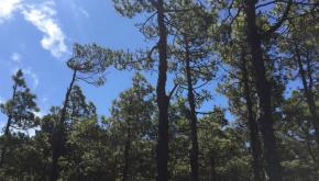 Bosque El Hierro