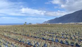 plantación piña tropical Valle de El Golfo