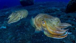 El Hierro conmemora el Día Mundial de Los Océanos 2020