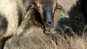 Se abre plazo para presentar solicitud de subvención a la recría y alimento de ganado 2020