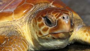 5fbbc36a8c20140017599430