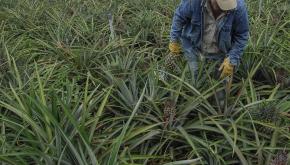 Cabildo El Hierro articula ayudas para paliar los daños de comercialización de productos tropicales