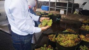 Cabildo de El Hierro destina una ayuda directa a la Denominación de Origen de 25.000 euros en 2020