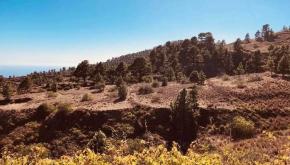 5fb7c93a21596d0017cc3c4f